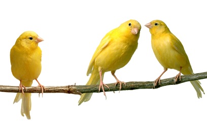 canarios amarillos