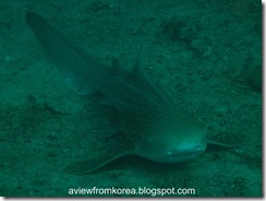 Dive Site 2_15 - Edit Leopard Shark [1280x768]