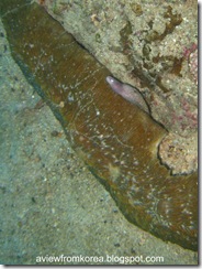 Dive Site 2_24 - Cucumber&Eel [1280x768]