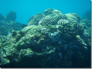 Maui Snorkeling_34 (Medium)