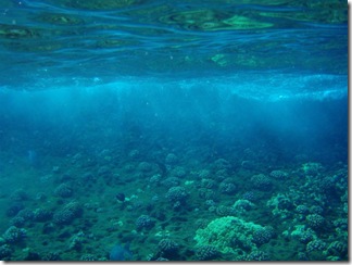 Maui Snorkeling_20 (1) (Medium)