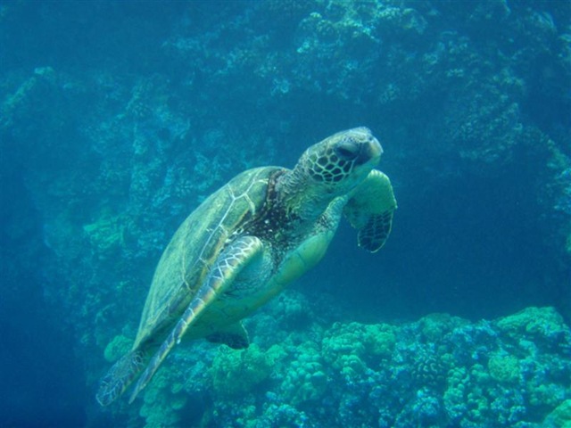 [Maui Snorkeling_31 (Medium)[5].jpg]
