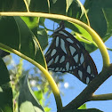 Gulf Fritillary