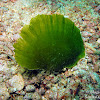 Solitary Fan Green Seaweed
