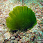 Solitary Fan Green Seaweed