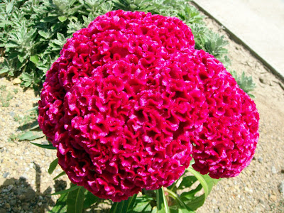 シオンの園ございなブログ ケイトの花