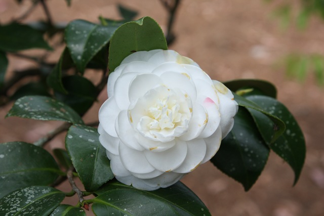 [Camellia White 2[3].jpg]