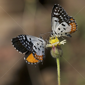 Family breakfast by Milind Lele - Animals Other