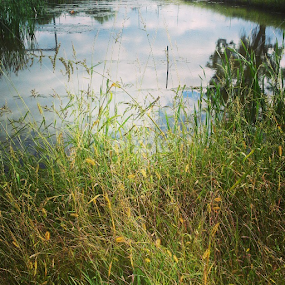 Grasses and water reserve. by Dianne Collins - Landscapes Waterscapes