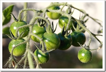 chutney z zielonych pomidorów/green tomatoes chutney