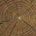 Timber Calculator logo