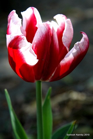 [Tulips[3].jpg]
