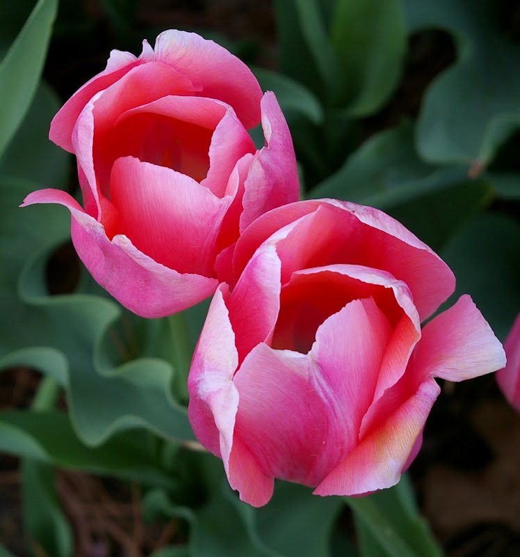 Comment Image