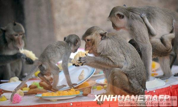 Monkey Festival (4)
