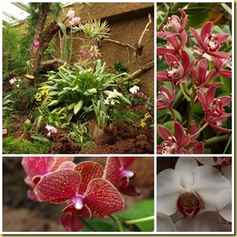 orkide5