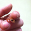 Eastern Red Newt