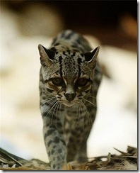 margay-tiger-cat-3