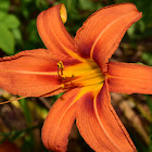 Common Daylilly