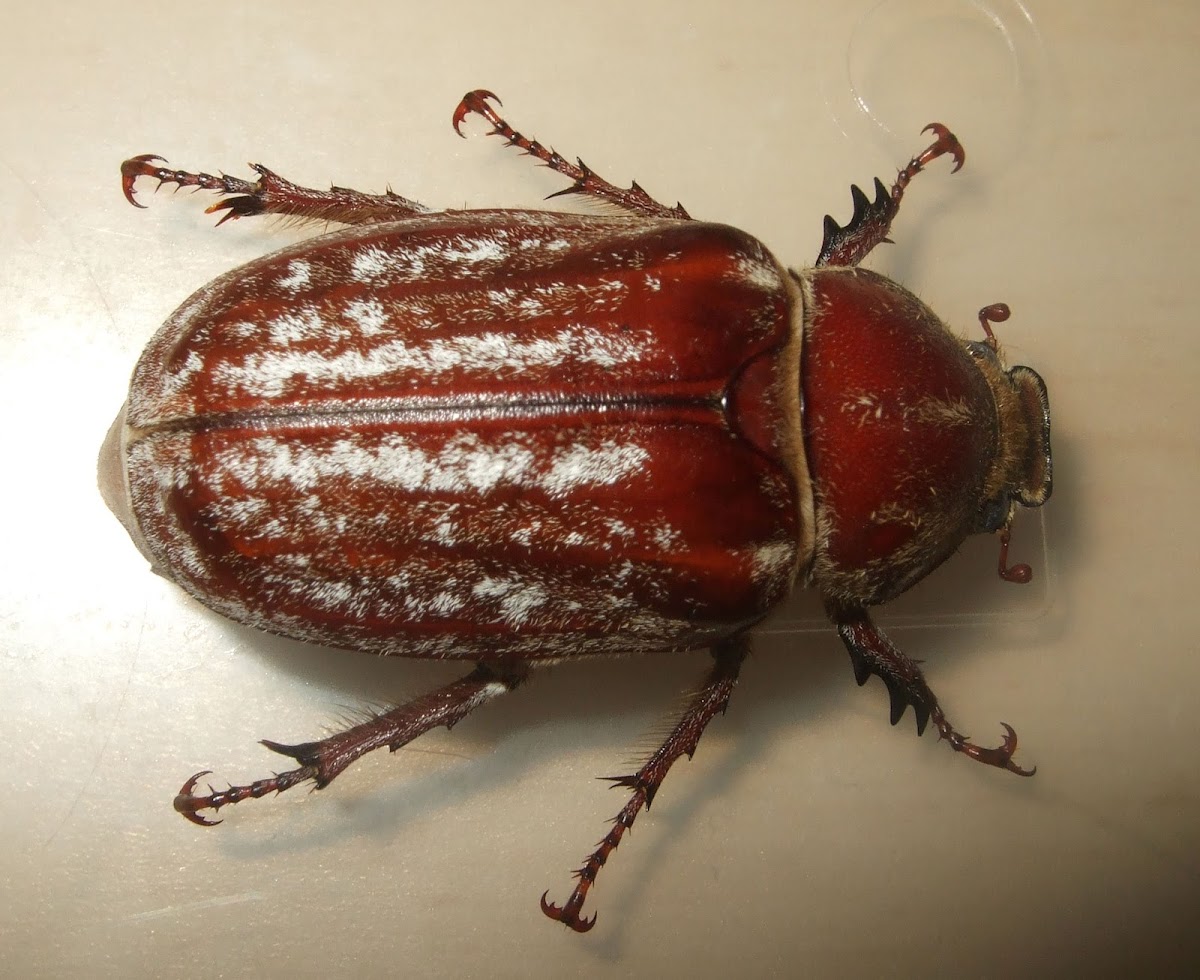 Female Chafer Beetle