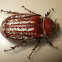 Female Chafer Beetle