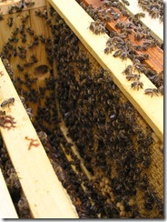 Rojení  a velikost včelstva 213