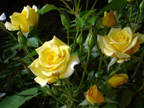 3rosas.jpg