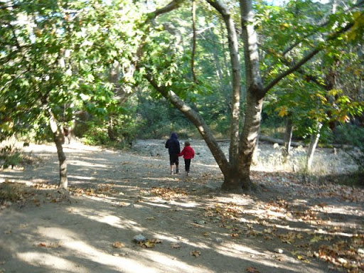 Pfeiffer Big Sur State Park