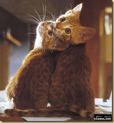 cat2 cat2