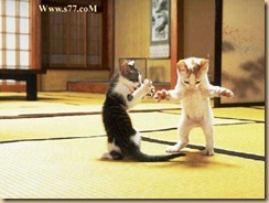 cat5 cat5