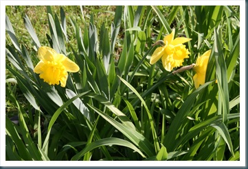 SpringMorning,4-10 022