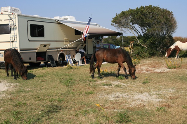 [AssateagueIsland10100732.jpg]