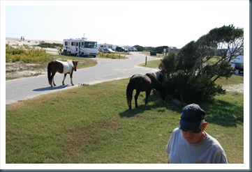 Assateague Island,10-10 080