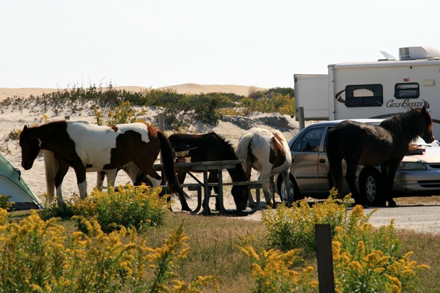 [AssateagueIsland10100842.jpg]