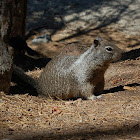 California Ground Squirrel