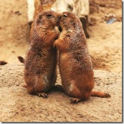 prairiedogs