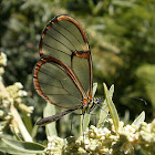 Hymenaea Clearwing