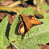 Butterfly - Skipper Butterfly