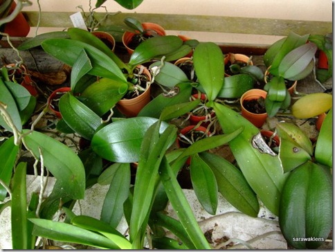 Phalaenopsis_seedlings_update (2)