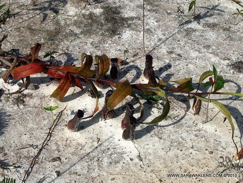 Nepenthes_mirabilis_gracilis932