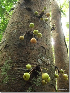 ficus-fig-tree-fruits