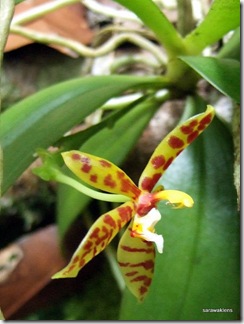 phalaenopsis cornu cervi 1