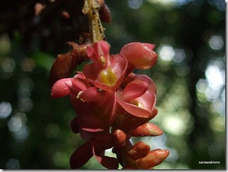 Jungle_liana_flowers_Borneo_1