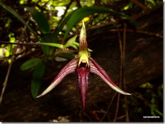 Bulbophyllum_cleistogamum_09