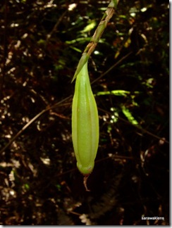 Bulbophyllum_cleistogamum_10