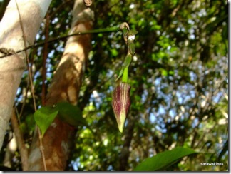 Bulbophyllum_cleistogamum_12