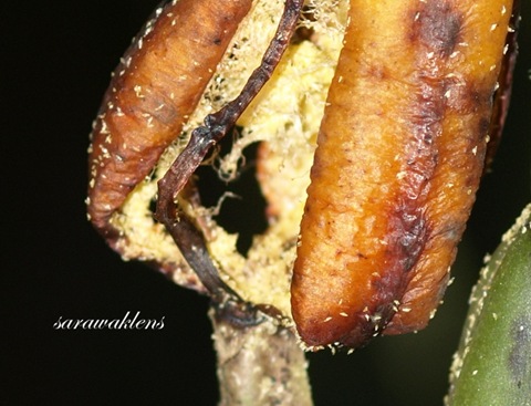 orchid_seeds1