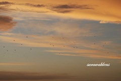 Birds, sunset