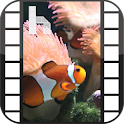 Ocean Fish Video Homescreen