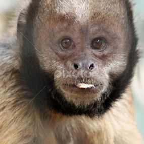 Yellow Breasted Capuchin by Miriam Haas - Animals Other Mammals
