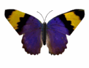 butterfly9